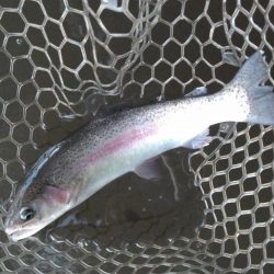 大安トラウトレイク釣果